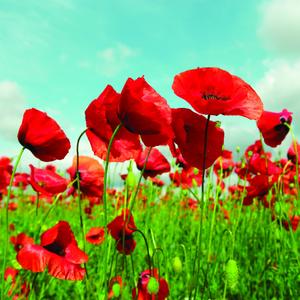 50000 Red Flanders Seeds for Planting - Heirloom Sunflower Seeds for Planting Outdoors - Garden Seed Sunflower Gifts