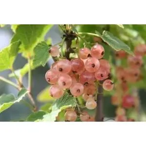 Pink Champagne Currant