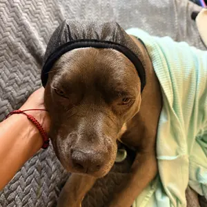Professional Dog Ear Muffs, Noise-Canceling for Swimming, Thunderstorms & Vet Visits, Breathable Memory Foam, for Puppy to Adult Dogs, Anxiety Relief & Secure Fit
