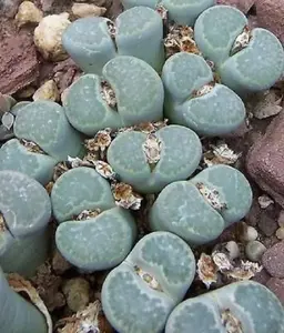 50 seeds LITHOPS SALICOLA rare exotic living stones ice plant succulent seed