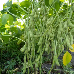 Edamame Bean Seeds (Heirloom Glycine max) – 20+ Seeds for Nutritious, High-Yielding Edamame, Perfect for Stir-Fries and Snacks