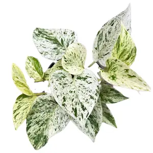 Epipremnum 'Marble Queen'