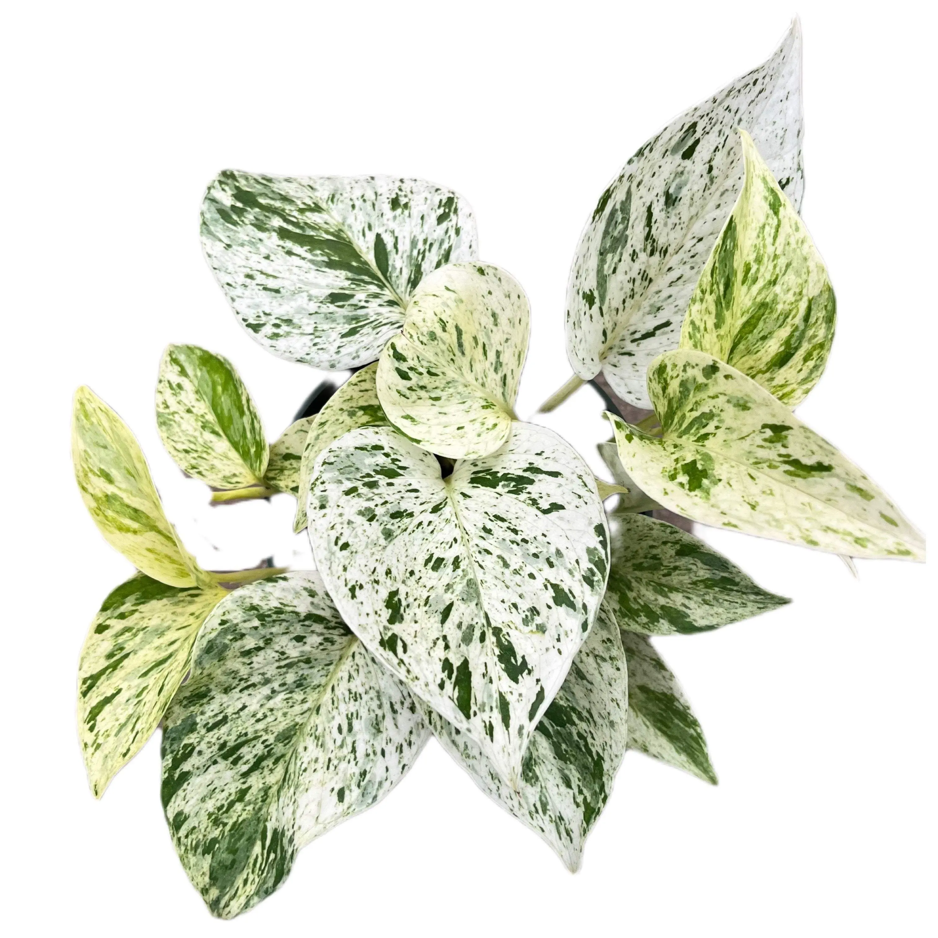 Epipremnum 'Marble Queen'