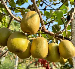 Kiwi Fruit Seeds  – Year-Round Planting, Non-GMO, Easy to Grow, Sweet & Tangy Fruit, High Yield Kiwi Vine for Home Garden & Containers