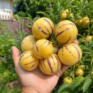 【Summer Garden Pick】Pepino Melon Seeds – Easy-Grow Exotic Fruit Seeds for Outdoor Planting