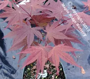 Acer palmatum 'The Bishop' Red Japanese Maple