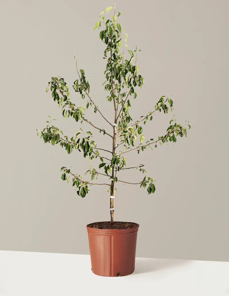 African Milk Tree - TikTok Shop
