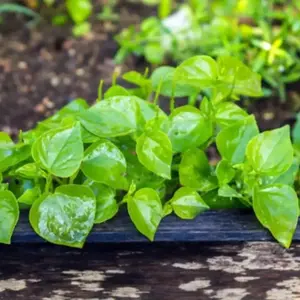 Crab Claw Herb 2 Pack x 4000 Seeds for Peperomia pellucida Rau Càng Cua, Shiny Bush, Pepper Elder - Ideal for Fresh Salads and Herbal Remedies