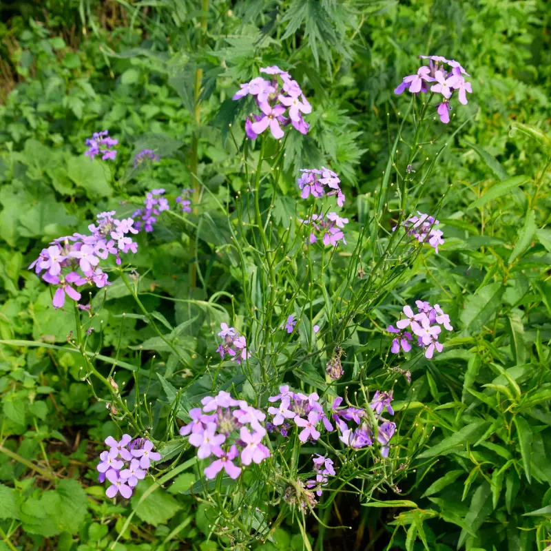 Dame’s Rocket Heirloom Seeds (Hesperis matronalis) Fragrant violet and white flowers bloom in twilight; cottage garden favorite and pollinator magnet