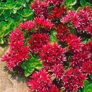 50 Summer Glory Sedum Succulent Seeds