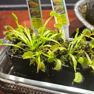 Venus fly trap, King Henry carnivorous plant