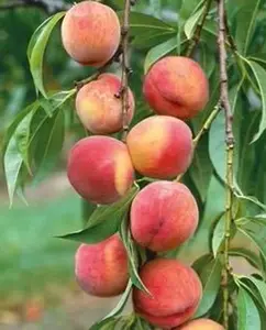 Tropic Beauty Peach tree in half gallon Pot, grafted