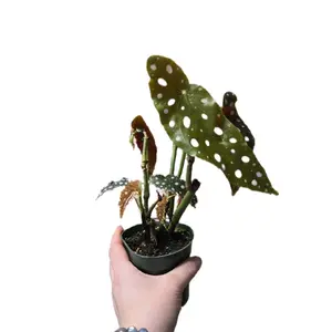 Begonia Maculata starter plant gc