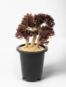 7” Rare Indoor Aeonium new varieties Succulent live Plants Collection For  gift