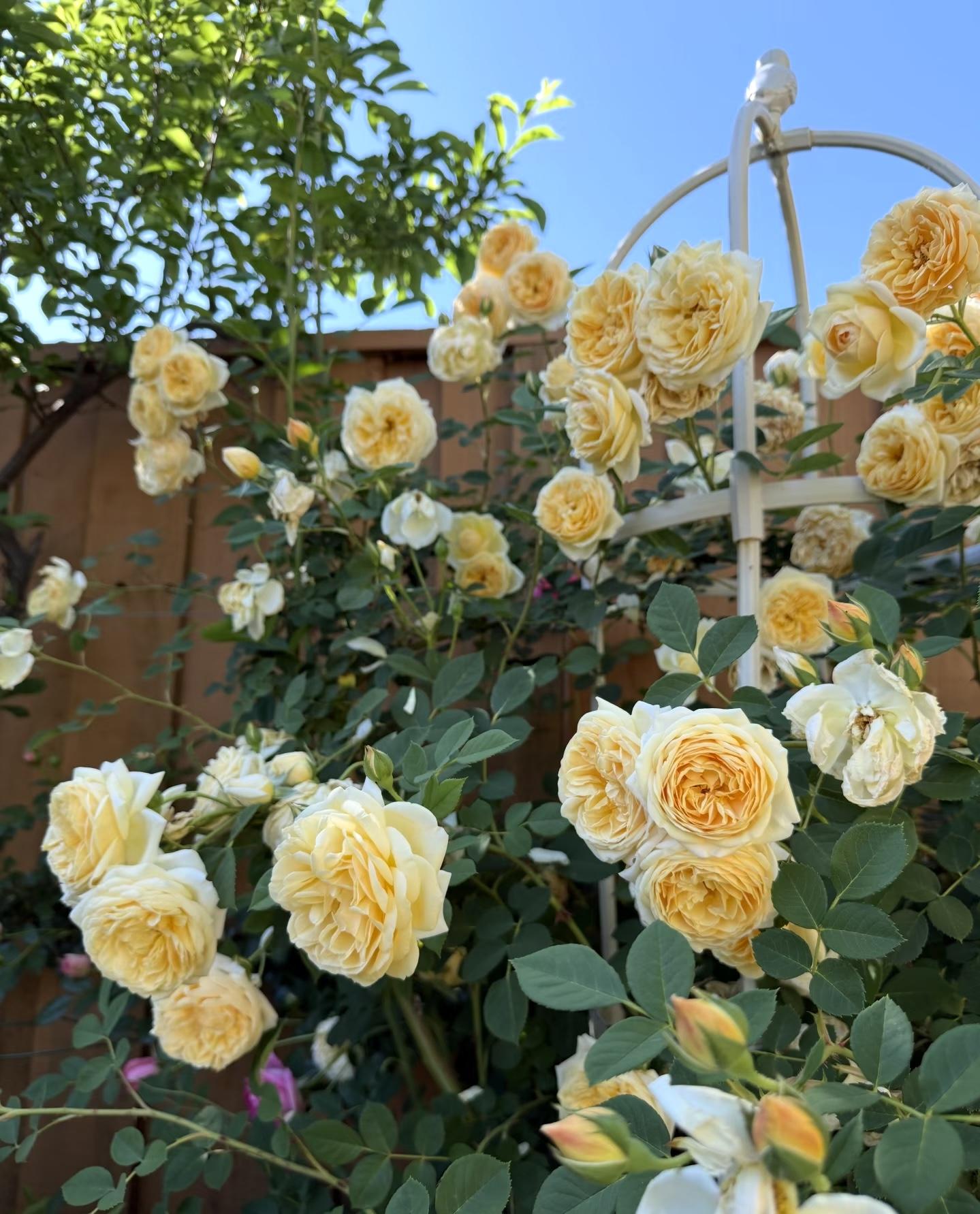 200 Rare Golden Yellow Rose Seeds | Perennial Garden Flower