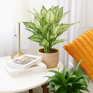 Chinese Evergreen 'First Diamond'