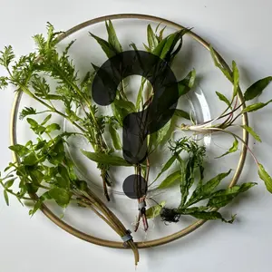 Tofu's Mystery Aquatic Plant Bundle- Receive a surprise assortment of live aquarium plants!