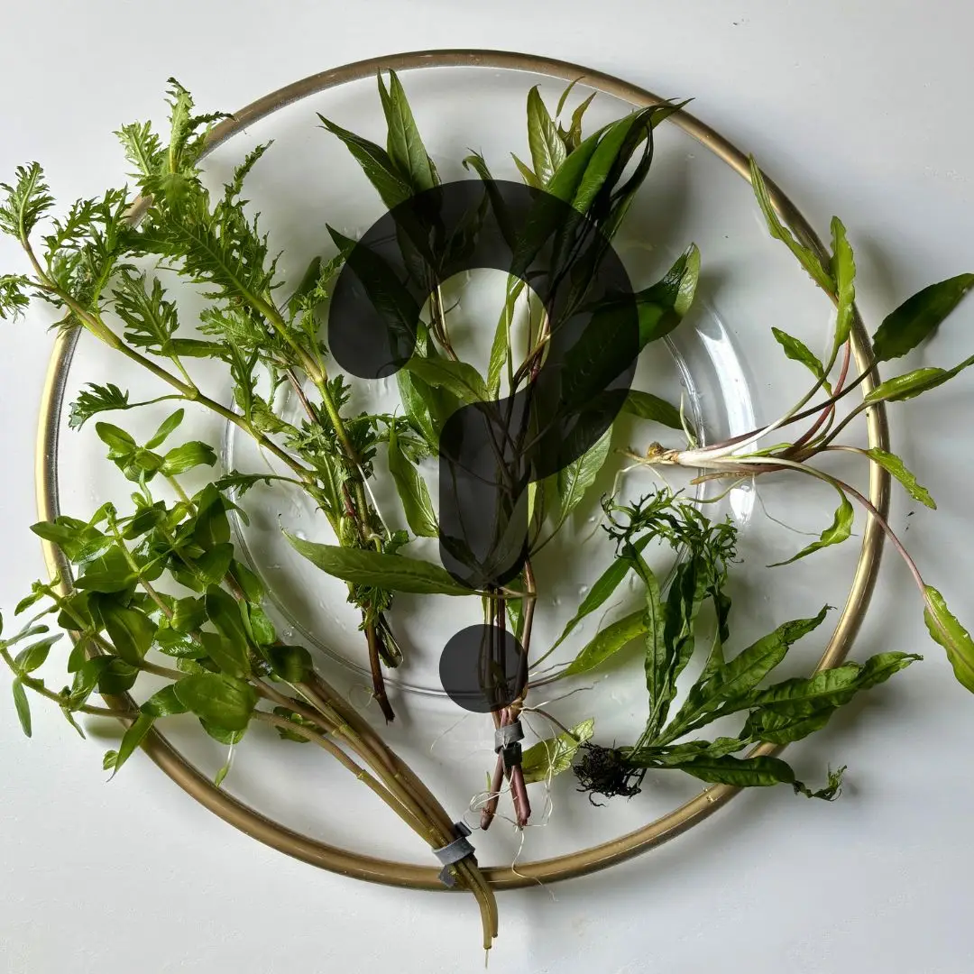 Tofu's Mystery Aquatic Plant Bundle- Receive a surprise assortment of live aquarium plants!