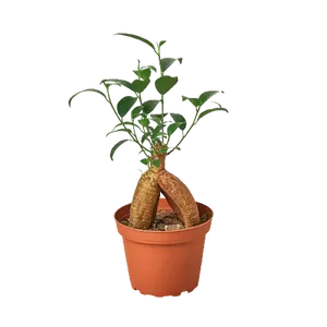 Ficus 'Ginseng'
