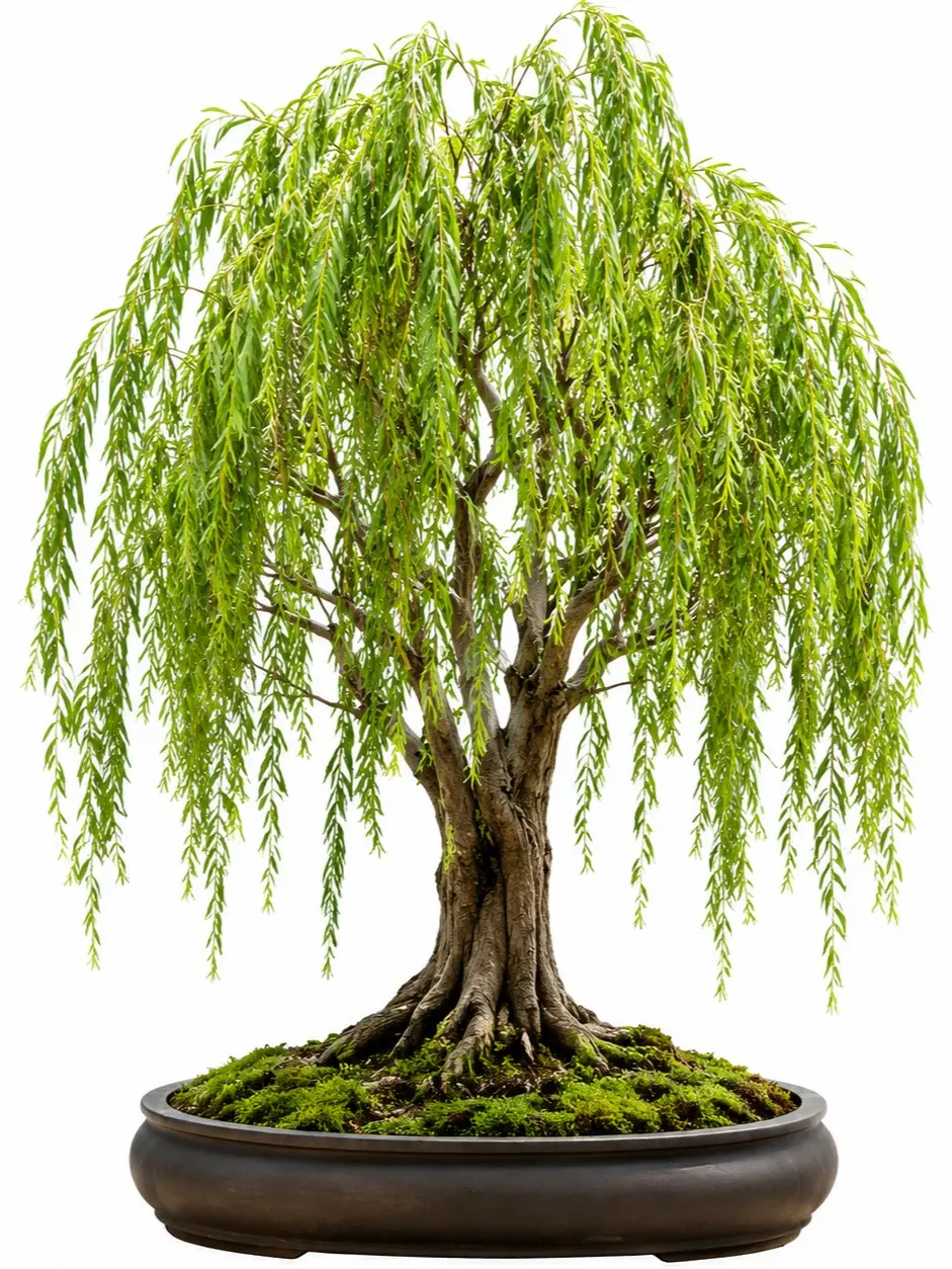 Chinese Weeping Willow Bonsai Cutting – Live Willow Starter Cutting – Fast-Growing Tree with Graceful Weeping Branches