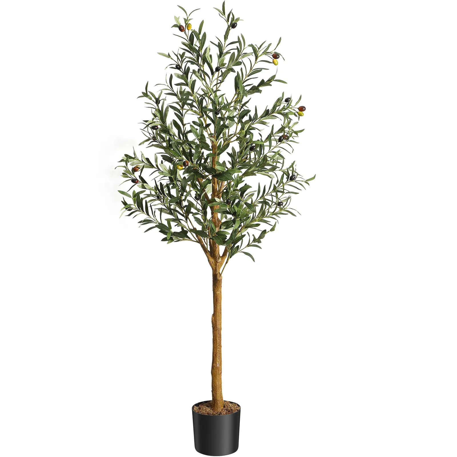 Olive (curved) tree 5ftH