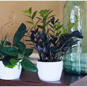 Raven ZZ plant | Indoor Live Plant | Zamioculcas Zamiifolia Raven Plant | Rare Indoor Plant | Zansibar gem | ZZ Plant