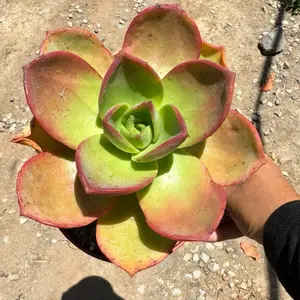 Aeonium Nobilis 6 inch pot Succulent Plant