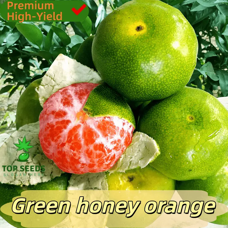 Green-skinned sweet orange sapling. Grafted variety, suitable for potted planting on balconies, bearing fruit all year round. Developed root system, full and juicy pulp. Easy-to-grow seedlings on patio balconies