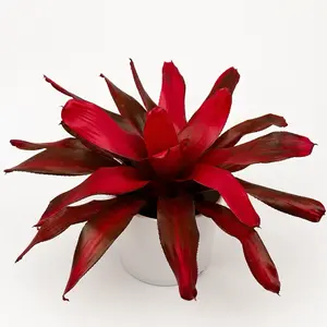 Neoregelia Maria Variegated Indoor Tropical House Plant, 6" Pot, Low Maintenance & Easy to Care For (Garden Supplies for Home Improvement)