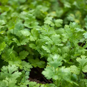 Slow Bolting Cilantro (Coriandrum sativum 'Slow Bolting') Organic Seeds – Extended Harvest, Perfect for Salsa, Fresh Herbs, and Culinary Use