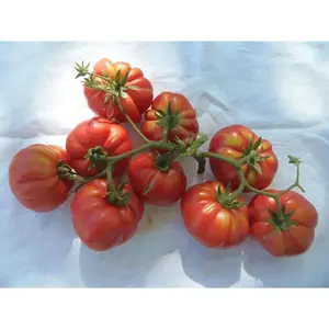 Red Ruffled Eggplant Seeds a.k.a Hmong Red