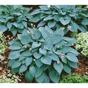 Roberta's 5-pc All Blue Hosta Mix