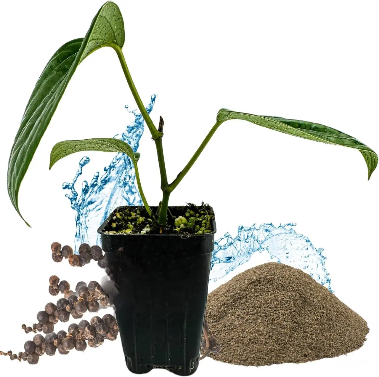 Black Pepper Live Plant - Piper nigrum, 3-8 inches tall, Strong Roots, Lush Foliage