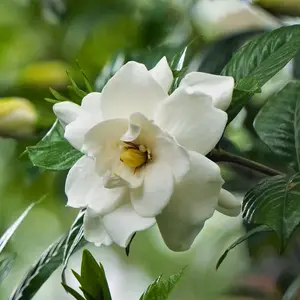 'Aimee' Gardenia Standard Tree - 1 Gallon Pot