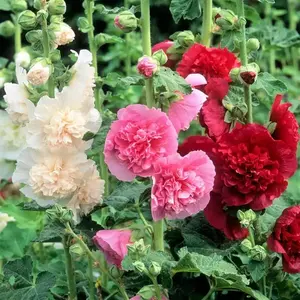 200PCS Hollyhock Seeds – Colorful Tall Blooms, Heirloom & Non-GMO, Perfect for Fences, Borders & Cottage Gardens