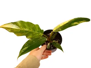 Philodendron Caramel Marble 4" Potted Live Plant - Philodendron hybrid - Rare Multi-Color Variegation - Jagged Sawtooth Leaves - Elite Collector's Aroid - Striking Fiery Foliage - Exotic Climbing Plant - Statement Houseplant - Holy Grail Variegated Aroid