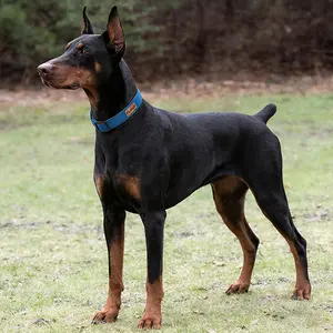 Premium Nylon Martingale Dog Collar for Medium Large Dogs - Adjustable Soft Padded Training Collar with Heavy-Duty Metal Chain No-Pull Anti-Escape Pet Collar for Outdoor Walking  Safe & Durable