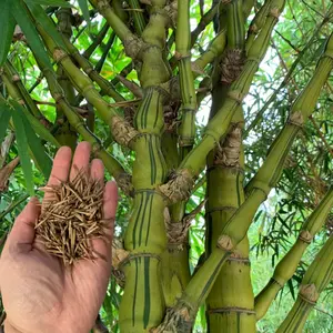 50 Dwarf Straited Buddha Belly Bamboo Seeds