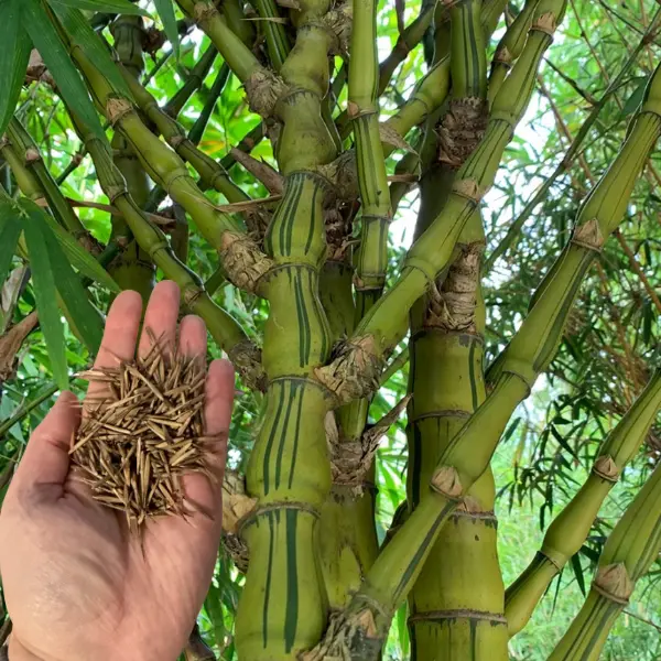50 Dwarf Straited Buddha Belly Bamboo Seeds 50 Dwarf Straited Buddha Belly Bamboo Seeds