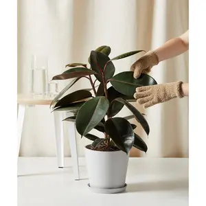 Burgundy Rubber Tree