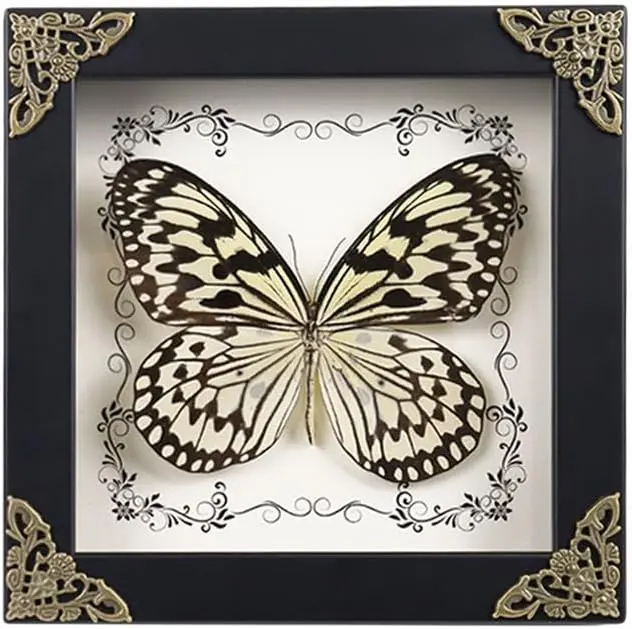 Real Framed Butterfly Taxidermy Butterfly, Handmade Wooden Shadow Box Taxidermy Specimen Display for Wall Art Hanging Home Decor (6.7''x6.7'' D)