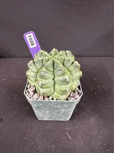 Gymnocalycium Monstrose Whimsical Cactus Succulent - Small Potted Flowers and Plants, Succulent and Cactus Plant Decor for Home Garden