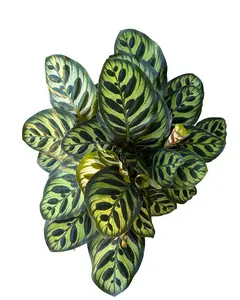 6" Calathea Peacock – Calathea Makoyana – Live Plant