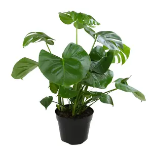 Monstera Deliciosa: Popular Live Plant - (8” Pot) – Easy Plant Care - Low Maintenance House Plant for Home - Tropical Indoor House Plants for Plant Lovers