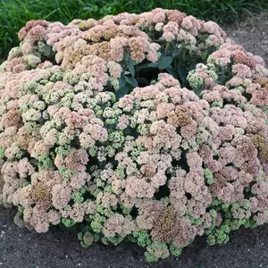 Rock N Grow® Coraljade Sedum