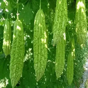 Green Bitter Melon Gourd Balsam Pear Seeds 5 Pack x 30 Seeds Momordica charantia Non-GMO Fresh Flavor Kitchen
