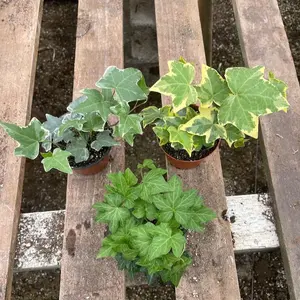 English ivy plant set of 3