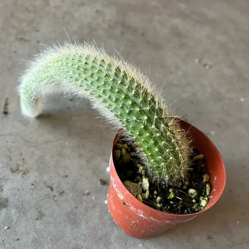 Monkey Tail Plant Live Potted in 2"/4"pot  Houseplant Indoor Live Plant with Unique Curved Design and Soft Green Foliage