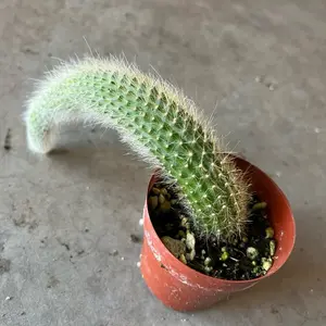 Monkey Tail Plant Live Potted in 2"/4"pot  Houseplant Indoor Live Plant with Unique Curved Design and Soft Green Foliage