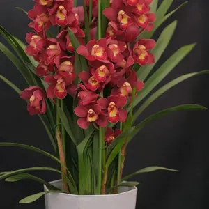 Cymbidium Orchids Red Flower Potted Plants Bloom of Flames Upright Indoor Outdoor